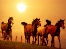 caballos_1.jpg caballos_1.jpg