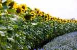 campo_girasoles_1.jpg campo_girasoles_1.jpg