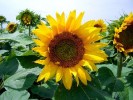 girasol_1.jpg girasol_1.jpg