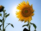 girasol_3.jpg girasol_3.jpg