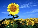 girasol_7.JPG girasol_7.JPG