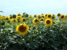 girasoles_1.jpg girasoles_1.jpg