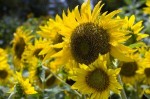 girasoles_8.jpg girasoles_8.jpg